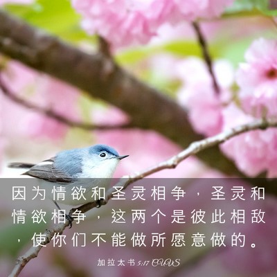 Picture 03 - 加 拉 太 书 5:17 CUVS - 因 为 情 欲 和 圣 灵 相 争 ， 圣 灵 - Bible Verse Picture