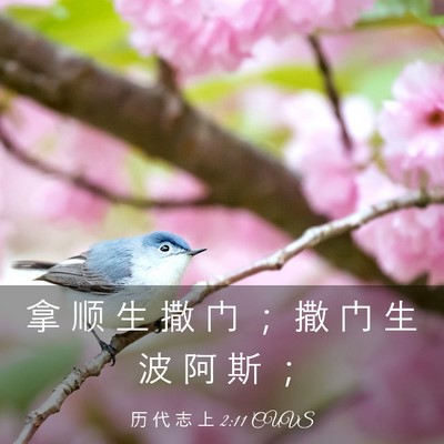 Picture 03 - 历 代 志 上 2:11 CUVS - 拿 顺 生 撒 门 ； 撒 门 生 波 阿 斯 - Bible Verse Picture
