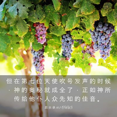 Picture 03 - 启 示 录 10:7 CUVS - 但 在 第 七 位 天 使 吹 号 发 声 的 - Bible Verse Picture