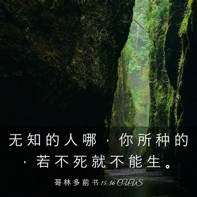 Picture 03 - 哥 林 多 前 书 15:36 CUVS - 无 知 的 人 哪 ， 你 所 种 的 ， 若 - Bible Verse Picture