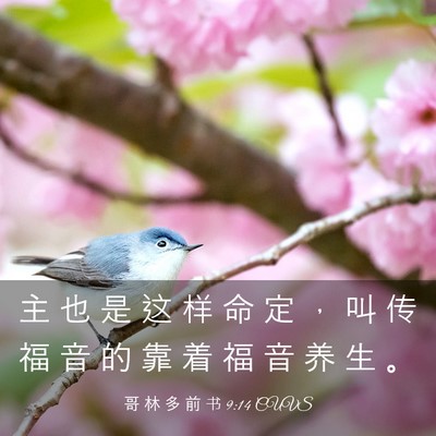 Picture 03 - 哥 林 多 前 书 9:14 CUVS - 主 也 是 这 样 命 定 ， 叫 传 福 音 - Bible Verse Picture