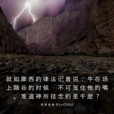 Picture 03 - 哥 林 多 前 书 9:9 CUVS - 就 如 摩 西 的 律 法 记 着 说 ： 牛 - Bible Verse Picture
