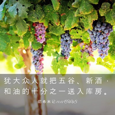 Picture 03 - 尼 希 米 记 13:12 CUVS - 犹 大 众 人 就 把 五 谷 、 新 酒 ， - Bible Verse Picture