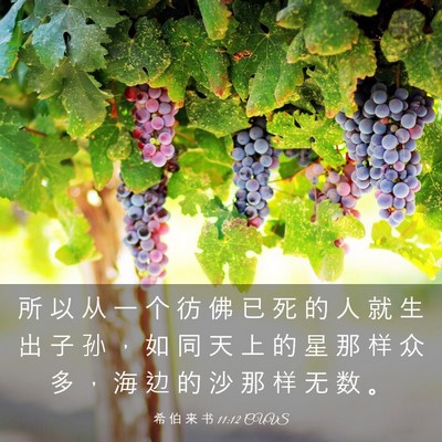 Picture 03 - 希 伯 来 书 11:12 CUVS - 所 以 从 一 个 彷 佛 已 死 的 人 就 - Bible Verse Picture