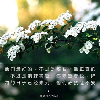 Picture 03 - 弥 迦 书 7:4 CUVS - 他 们 最 好 的 ， 不 过 是 蒺 藜 ； - Bible Verse Picture