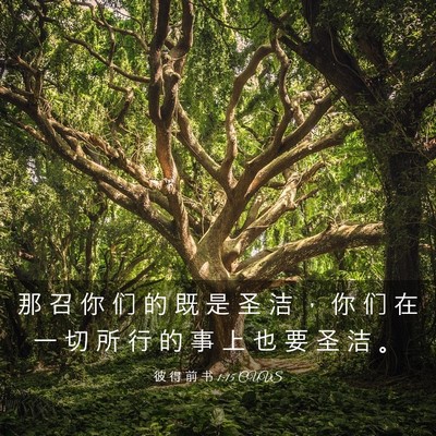 Picture 03 - 彼 得 前 书 1:15 CUVS - 那 召 你 们 的 既 是 圣 洁 ， 你 们 - Bible Verse Picture