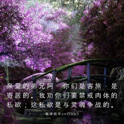 Picture 03 - 彼 得 前 书 2:11 CUVS - 亲 爱 的 弟 兄 阿 ， 你 们 是 客 旅 - Bible Verse Picture