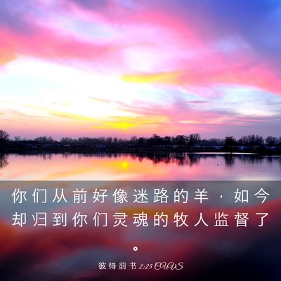 Picture 03 - 彼 得 前 书 2:25 CUVS - 你 们 从 前 好 像 迷 路 的 羊 ， 如 - Bible Verse Picture