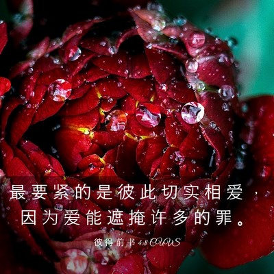 Picture 03 - 彼 得 前 书 4:8 CUVS - 最 要 紧 的 是 彼 此 切 实 相 爱 ， - Bible Verse Picture