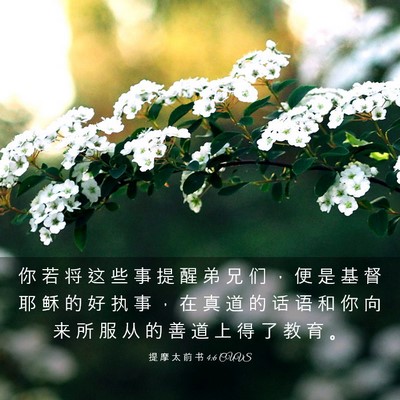 Picture 03 - 提 摩 太 前 书 4:6 CUVS - 你 若 将 这 些 事 提 醒 弟 兄 们 ， - Bible Verse Picture
