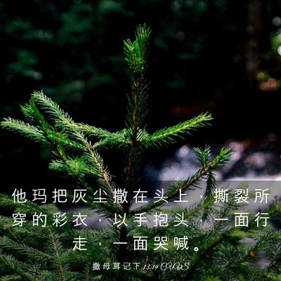 Picture 03 - 撒 母 耳 记 下 13:19 CUVS - 他 玛 把 灰 尘 撒 在 头 上 ， 撕 裂 - Bible Verse Picture