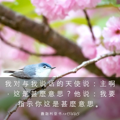 Picture 03 - 撒 迦 利 亚 书 1:9 CUVS - 我 对 与 我 说 话 的 天 使 说 ： 主 - Bible Verse Picture