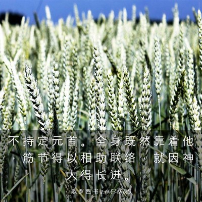 Picture 03 - 歌 罗 西 书 2:19 CUVS - 不 持 定 元 首 。 全 身 既 然 靠 着 - Bible Verse Picture