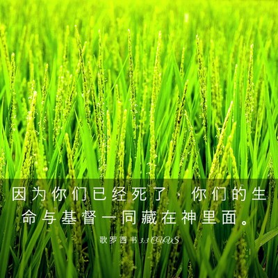 Picture 03 - 歌 罗 西 书 3:3 CUVS - 因 为 你 们 已 经 死 了 ， 你 们 的 - Bible Verse Picture