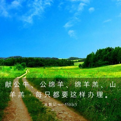 Picture 03 - 民 数 记 15:11 CUVS - 献 公 牛 、 公 绵 羊 、 绵 羊 羔 、 - Bible Verse Picture