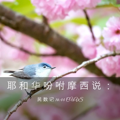 Picture 03 - 民 数 记 16:44 CUVS - 耶 和 华 吩 咐 摩 西 说 - Bible Verse Picture