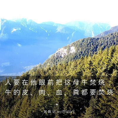 Picture 03 - 民 数 记 19:5 CUVS - 人 要 在 他 眼 前 把 这 母 牛 焚 烧 - Bible Verse Picture