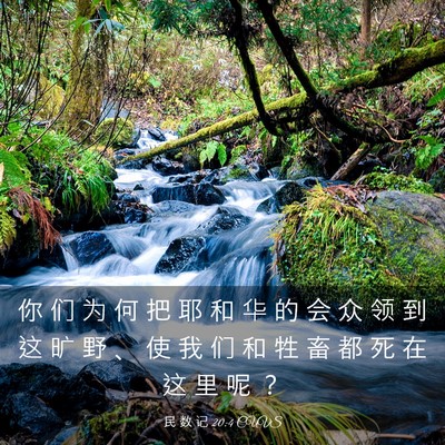 Picture 03 - 民 数 记 20:4 CUVS - 你 们 为 何 把 耶 和 华 的 会 众 领 - Bible Verse Picture
