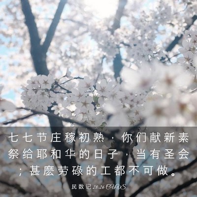 Picture 03 - 民 数 记 28:26 CUVS - 七 七 节 庄 稼 初 熟 ， 你 们 献 新 - Bible Verse Picture