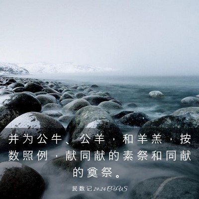 Picture 03 - 民 数 记 29:24 CUVS - 并 为 公 牛 、 公 羊 ， 和 羊 羔 ， - Bible Verse Picture