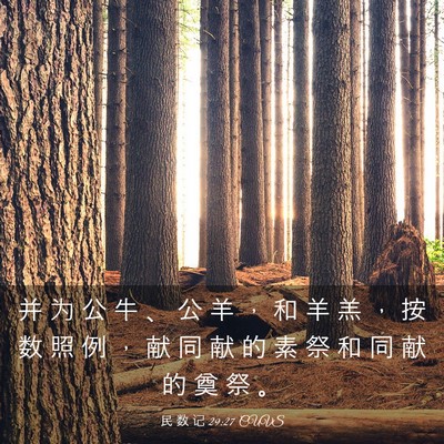 Picture 03 - 民 数 记 29:27 CUVS - 并 为 公 牛 、 公 羊 ， 和 羊 羔 ， - Bible Verse Picture