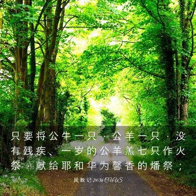 Picture 03 - 民 数 记 29:36 CUVS - 只 要 将 公 牛 一 只 ， 公 羊 一 只 - Bible Verse Picture