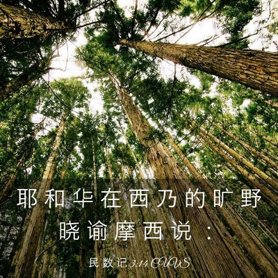 Picture 03 - 民 数 记 3:14 CUVS - 耶 和 华 在 西 乃 的 旷 野 晓 谕 摩 - Bible Verse Picture