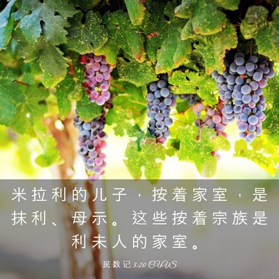 Picture 03 - 民 数 记 3:20 CUVS - 米 拉 利 的 儿 子 ， 按 着 家 室 ， - Bible Verse Picture