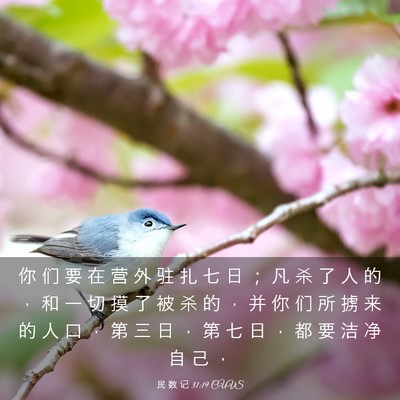 Picture 03 - 民 数 记 31:19 CUVS - 你 们 要 在 营 外 驻 扎 七 日 ； 凡 - Bible Verse Picture