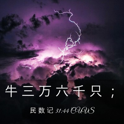 Picture 03 - 民 数 记 31:44 CUVS - 牛 三 万 六 千 只 - Bible Verse Picture