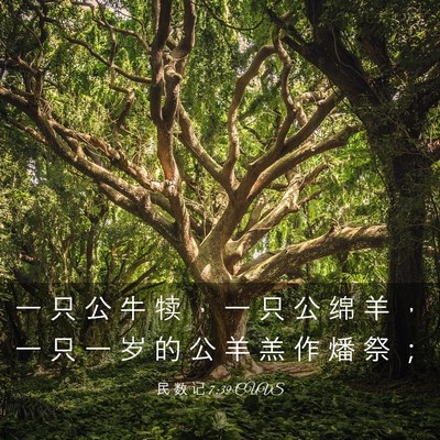 Picture 03 - 民 数 记 7:39 CUVS - 一 只 公 牛 犊 ， 一 只 公 绵 羊 ， - Bible Verse Picture