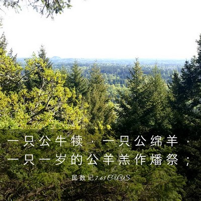 Picture 03 - 民 数 记 7:63 CUVS - 一 只 公 牛 犊 ， 一 只 公 绵 羊 ， - Bible Verse Picture