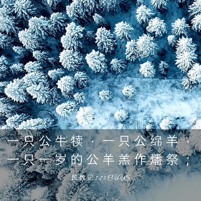 Picture 03 - 民 数 记 7:75 CUVS - 一 只 公 牛 犊 ， 一 只 公 绵 羊 ， - Bible Verse Picture