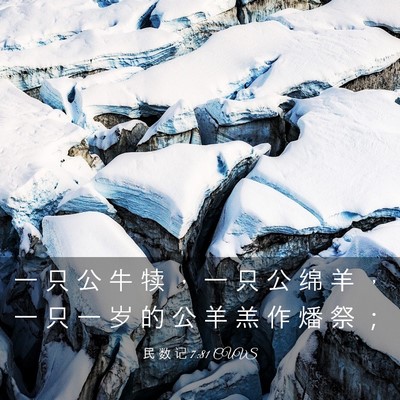 Picture 03 - 民 数 记 7:81 CUVS - 一 只 公 牛 犊 ， 一 只 公 绵 羊 ， - Bible Verse Picture