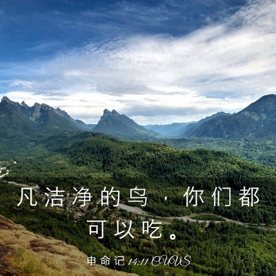 Picture 03 - 申 命 记 14:11 CUVS - 凡 洁 净 的 鸟 ， 你 们 都 可 以 吃 - Bible Verse Picture