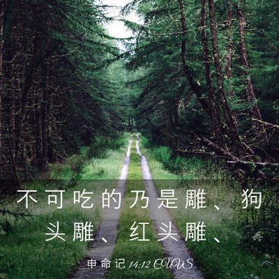 Picture 03 - 申 命 记 14:12 CUVS - 不 可 吃 的 乃 是 雕 、 狗 头 雕 、 - Bible Verse Picture