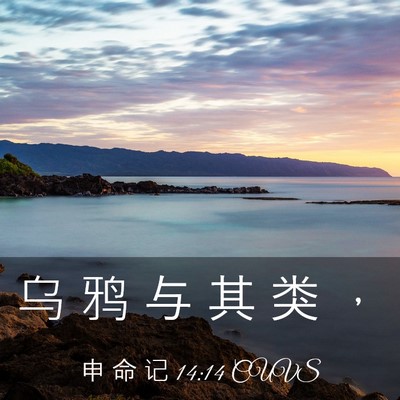 Picture 03 - 申 命 记 14:14 CUVS - 乌 鸦 与 其 类 - Bible Verse Picture