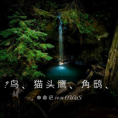 Picture 03 - 申 命 记 14:16 CUVS - ? 鸟 、 猫 头 鹰 、 角 鸱 - Bible Verse Picture