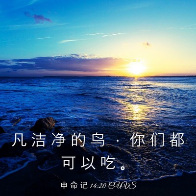 Picture 03 - 申 命 记 14:20 CUVS - 凡 洁 净 的 鸟 ， 你 们 都 可 以 吃 - Bible Verse Picture