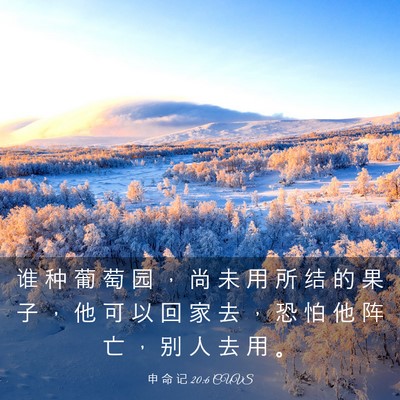 Picture 03 - 申 命 记 20:6 CUVS - 谁 种 葡 萄 园 ， 尚 未 用 所 结 的 - Bible Verse Picture