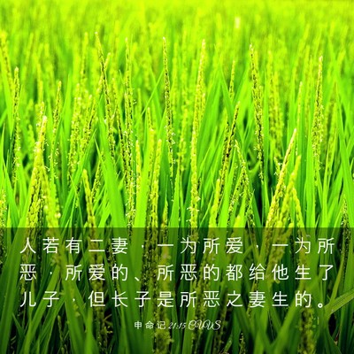Picture 03 - 申 命 记 21:15 CUVS - 人 若 有 二 妻 ， 一 为 所 爱 ， 一 - Bible Verse Picture