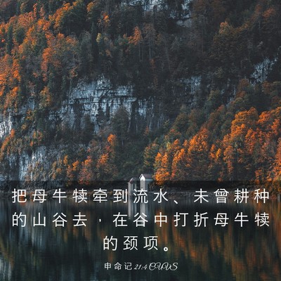 Picture 03 - 申 命 记 21:4 CUVS - 把 母 牛 犊 牵 到 流 水 、 未 曾 耕 - Bible Verse Picture