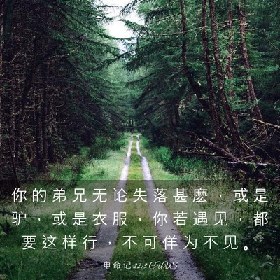 Picture 03 - 申 命 记 22:3 CUVS - 你 的 弟 兄 无 论 失 落 甚 麽 ， 或 - Bible Verse Picture