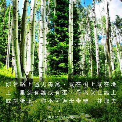 Picture 03 - 申 命 记 22:6 CUVS - 你 若 路 上 遇 见 鸟 窝 ， 或 在 树 - Bible Verse Picture