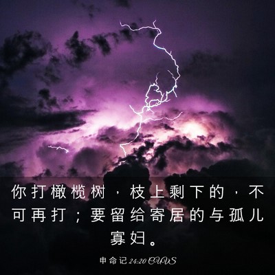 Picture 03 - 申 命 记 24:20 CUVS - 你 打 橄 榄 树 ， 枝 上 剩 下 的 ， - Bible Verse Picture