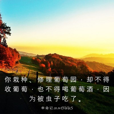 Picture 03 - 申 命 记 28:39 CUVS - 你 栽 种 、 修 理 葡 萄 园 ， 却 不 - Bible Verse Picture
