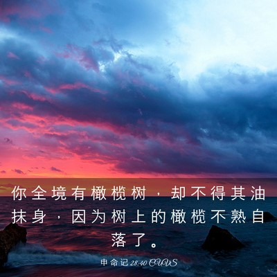 Picture 03 - 申 命 记 28:40 CUVS - 你 全 境 有 橄 榄 树 ， 却 不 得 其 - Bible Verse Picture