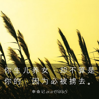 Picture 03 - 申 命 记 28:41 CUVS - 你 生 儿 养 女 ， 却 不 算 是 你 的 - Bible Verse Picture