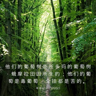 Picture 03 - 申 命 记 32:32 CUVS - 他 们 的 葡 萄 树 是 所 多 玛 的 葡 - Bible Verse Picture