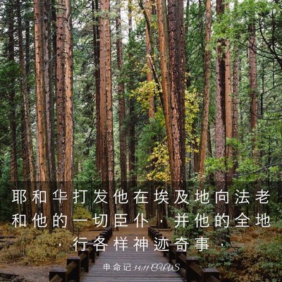 Picture 03 - 申 命 记 34:11 CUVS - 耶 和 华 打 发 他 在 埃 及 地 向 法 - Bible Verse Picture